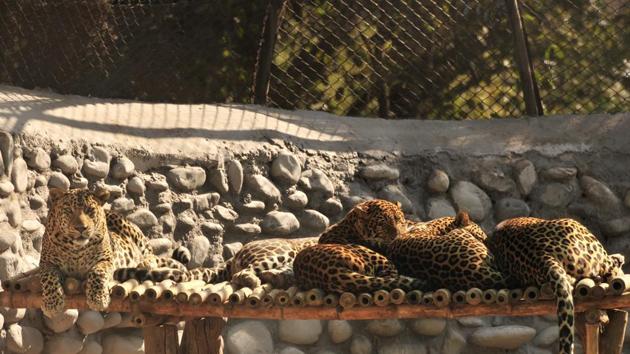 Leopards taking a nap on a sunny winter morning at Chhatbir Zoo in Chandigarh. (Ravi Kumar/HT Photo)