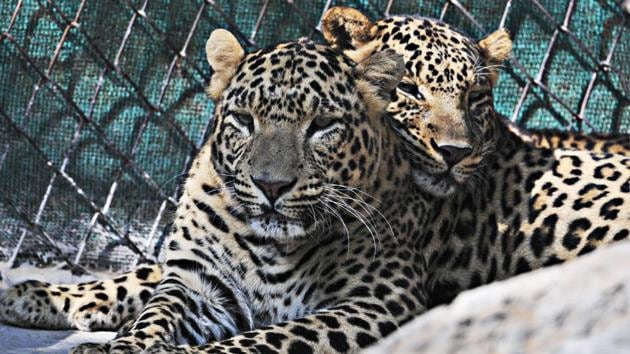 Two leopards enjoying the sunshine at Chhatbir Zoo on Thursday. (Ravi Kumar/HT Photo)