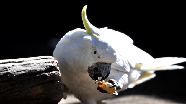 A cockatoo having food at Chattbir Zoo near Chandigarh on Thursday. (Ravi Kumar/HT Photo)