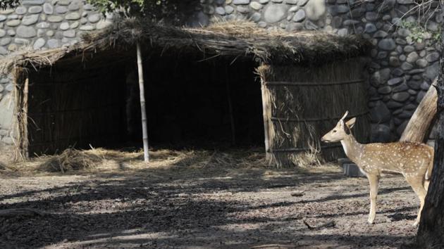 A cheetal near its shelter at Chhatbir Zoo. (Ravi Kumar/HT Photo)