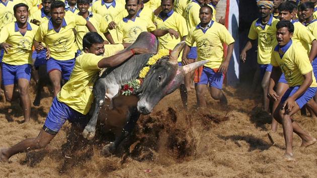 In this Jan. 15, 2013 file photo, bull tamers try to control a bull during Jallikattu, in Palamedu, about 575 kilometers, south of Chennai.(AP File Photo) In this Jan. 15, 2013 file photo, bull tamers try to control a bull during Jallikattu, in Palamedu, about 575 kilometers, south of Chennai.(AP File Photo)