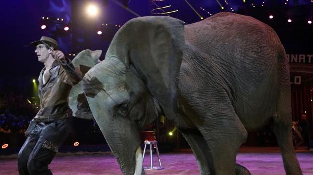 Erwin Frankello's elephant troop performs during the opening of the 41st Monte-Carlo International Circus Festival. (AFP)