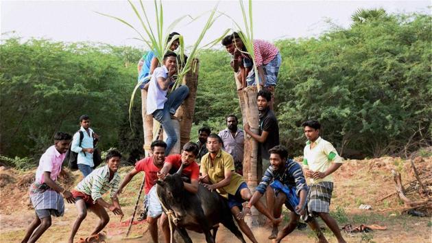 Young men participatie in Jallikattu despite ban on such sporting events at Karisalkulam village in Madurai.(PTI) Young men participatie in Jallikattu despite ban on such sporting events at Karisalkulam village in Madurai.(PTI)