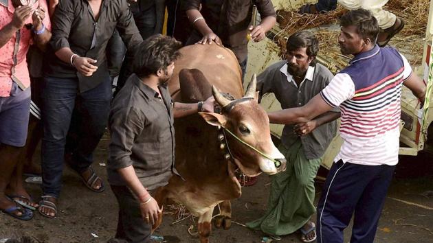 Youngsters and students release a bull during a protest to lift the ban on Jallikattu and impose ban on PETA, at Kamarajar Salai, Marina Beach in Chennai on Thursday.(PTI Photo)