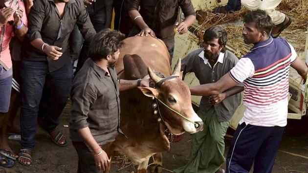 Men release a bull during a protest to lift the ban on Jallikattu and impose a ban on PETA, at Kamarajar Salai, Marina Beach in Chennai on Thursday.(PTI Photo) Men release a bull during a protest to lift the ban on Jallikattu and impose a ban on PETA, at Kamarajar Salai, Marina Beach in Chennai on Thursday.(PTI Photo)