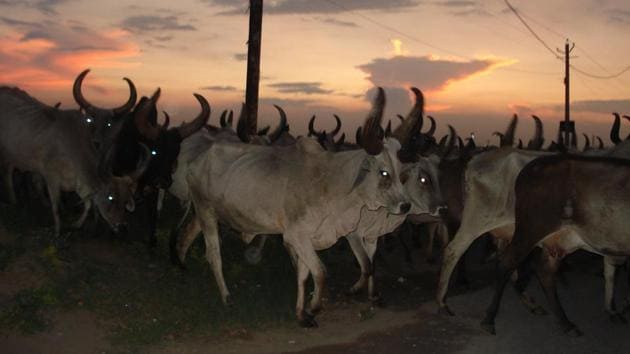When the vehicles stopped at Kherki Daula toll plaza, a group of about 10 cow vigilantes allegedly assaulted four truck drivers and one Suva Lal, who is the owner of the cattle. (HT Photo) When the vehicles stopped at Kherki Daula toll plaza, a group of about 10 cow vigilantes allegedly assaulted four truck drivers and one Suva Lal, who is the owner of the cattle. (HT Photo)