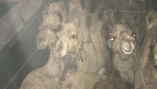 In the first case, Bajrang Dal members stopped a truck at Bilaspur area on Thursday night and claim to have rescued 13 camels. (HT Photo) In the first case, Bajrang Dal members stopped a truck at Bilaspur area on Thursday night and claim to have rescued 13 camels. (HT Photo)