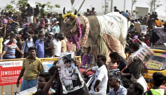Students participate in a protest to lift the ban on Jallikattu and impose ban on PETA, at Kamarajar Salai, Marina Beach in Chennai on Friday.(PTI) Students participate in a protest to lift the ban on Jallikattu and impose ban on PETA, at Kamarajar Salai, Marina Beach in Chennai on Friday.(PTI)