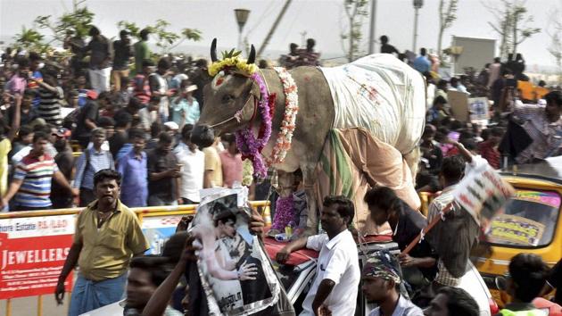 A bull at the protest arena where protesters are demanding to lift the ban on Jallikattu, at Kamarajar Salai, Marina Beach in Chennai on Friday.(PTI Photo)