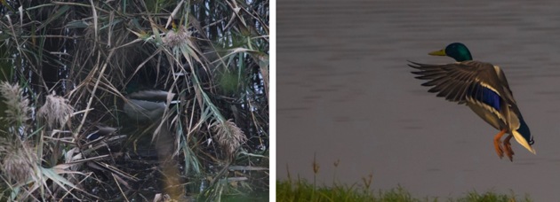 A Mallard pair seeks refuge from icy winds on a grey, sun-less day in the Sukhna lake’s reeds on January 17, 2017; and (right) a Mallard drake in all its glory on a sunny day at Ottu, Sirsa. (PHOTOS: MAJ. RAJINDER SINGH (RETD.) / KULWANT SINGH SIDHU) A Mallard pair seeks refuge from icy winds on a grey, sun-less day in the Sukhna lake’s reeds on January 17, 2017; and (right) a Mallard drake in all its glory on a sunny day at Ottu, Sirsa. (PHOTOS: MAJ. RAJINDER SINGH (RETD.) / KULWANT SINGH SIDHU)