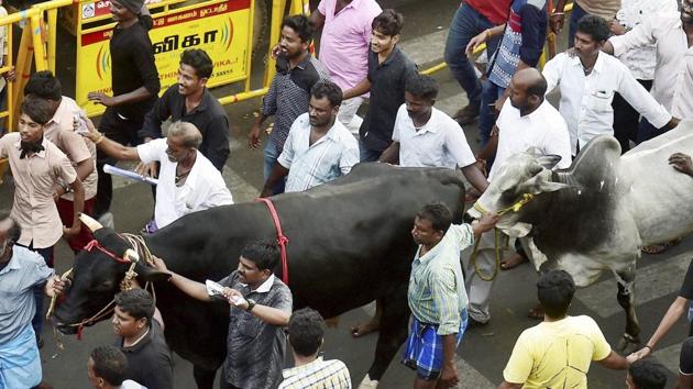Youngsters and students participate in a protest to lift the ban on Jallikattu and impose ban on PETA at Kamarajar Salai, Marina Beach, in Chennai. (PTI Photo) Youngsters and students participate in a protest to lift the ban on Jallikattu and impose ban on PETA at Kamarajar Salai, Marina Beach, in Chennai. (PTI Photo)