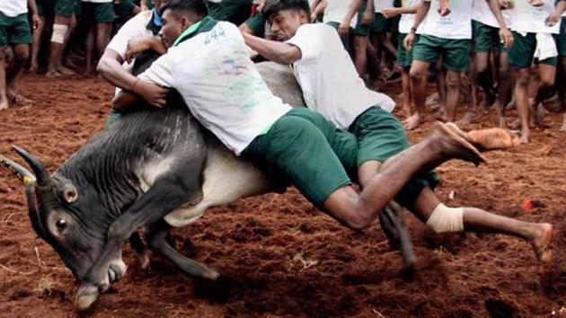 If Jallikattu is cruel to bulls, then is milk farming not cruel too? Is meat any better? Shall we stop them all or shall we allow a democratic choice with safeguards?(HT File Photo)