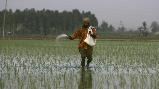 A farmer sprinkles fertilizers on rice crop on the outskirts of Amritsar.(AP)