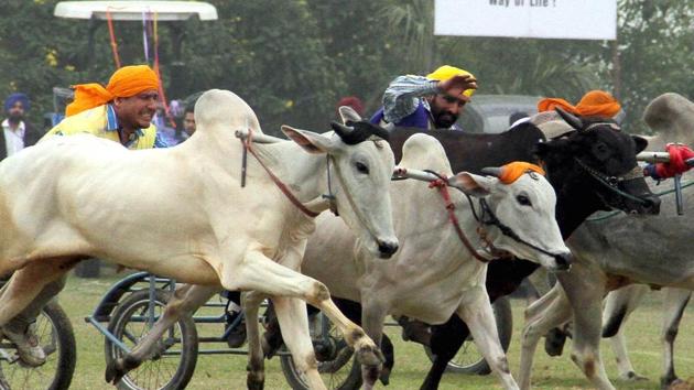 Bullock cart races were the most popular feature of the Kila Raipur Games till 2014 when they were withdrawn after the Supreme Court ban.