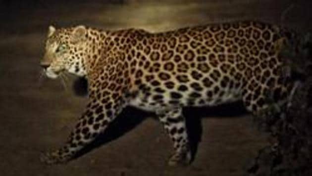 A young leopard was seen crossing a street in Mulund (West) in a CCTV footage on Sunday. (HT Photo/ Representative image) A young leopard was seen crossing a street in Mulund (West) in a CCTV footage on Sunday. (HT Photo/ Representative image)