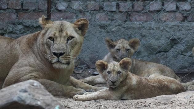 The Sanjay Gandhi National Park lost its oldest lioness Shobha (12) (in pic)in 2014, brought from Benerghatta National Park, Bengaluru in 2009. A male lion, Ravindra, aged 12, who was brought along with Shobha, is currently the eldest lion at SGNP. (File) The Sanjay Gandhi National Park lost its oldest lioness Shobha (12) (in pic)in 2014, brought from Benerghatta National Park, Bengaluru in 2009. A male lion, Ravindra, aged 12, who was brought along with Shobha, is currently the eldest lion at SGNP. (File)