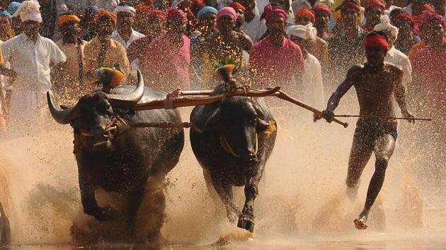 Kambala committees have decided to hold a massive protest on January 28 in Moodbidri in Dakshina Kannada district.(HT file photo)