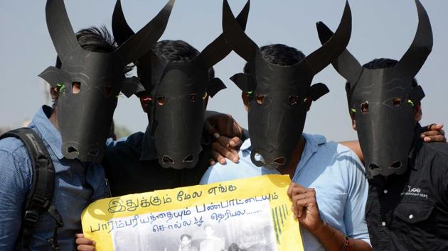 Students protest for Jallikattu at marina Beach in Chennai. (V Srinivasulu/HT Photo) Students protest for Jallikattu at marina Beach in Chennai. (V Srinivasulu/HT Photo)