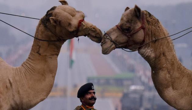 A man looks at two camels that are part of the rehearsal procession. (Ravi Choudhary/HT Photo)