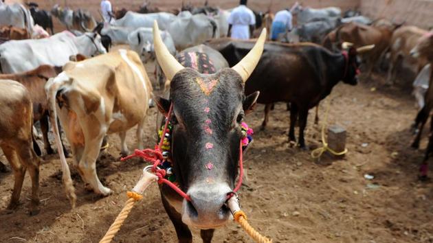 An Indian bull stands in an enclosure ahead of the start of Jallikattu, an annual bull fighting ritual, on the outskirts of Madurai. (AFP File Photo) An Indian bull stands in an enclosure ahead of the start of Jallikattu, an annual bull fighting ritual, on the outskirts of Madurai. (AFP File Photo)