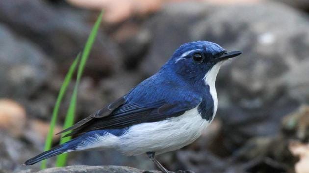 Rare Bird Alert News Map Lite Watch Rare Birds At Nine Nesting Spots Around Mumbai | Mumbai News -  Hindustan Times