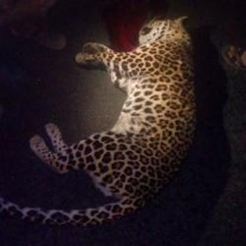 Veterinarians said the leopard died of a severe injury to the head at the spot near Narayangaon village, Junnar in Pune district. (HT) Veterinarians said the leopard died of a severe injury to the head at the spot near Narayangaon village, Junnar in Pune district. (HT)