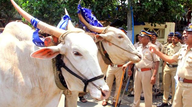 The SC has said that it cannot direct states to frame law banning slaughter of cattle while refusing to entertain a PIL asking it for either a total ban or a uniform policy protecting cattle from slaughter and smuggling. (HT File) The SC has said that it cannot direct states to frame law banning slaughter of cattle while refusing to entertain a PIL asking it for either a total ban or a uniform policy protecting cattle from slaughter and smuggling. (HT File)
