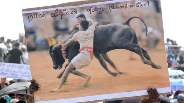 Jallikattu supporters at Marina Beach, Chennai, on January 22, 2016. (Srinivasulu / HT Photo) Jallikattu supporters at Marina Beach, Chennai, on January 22, 2016. (Srinivasulu / HT Photo)