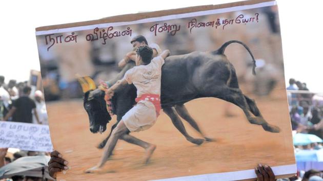 Students protest in favour of Jallikattu at Marina Beach.(V Srinivasulu/HT photo) Students protest in favour of Jallikattu at Marina Beach.(V Srinivasulu/HT photo)