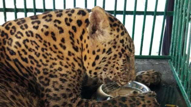 Veterinarians said Krishna has been undergoing treatment for chest infection and sores for the past five days. (HT Photo) Veterinarians said Krishna has been undergoing treatment for chest infection and sores for the past five days. (HT Photo)