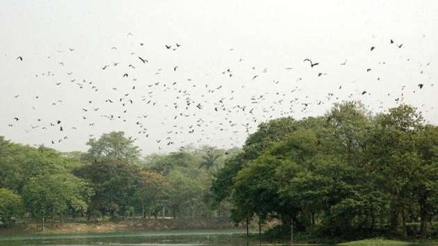 Bats flying over Jayanti Sarovar which declared as Bat Park at Jubilee Park in Jamshedpur (Arvind Sharma/ HT Photo) Bats flying over Jayanti Sarovar which declared as Bat Park at Jubilee Park in Jamshedpur (Arvind Sharma/ HT Photo)
