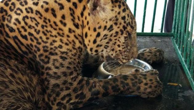 Veterinarians from the park said that Krishna had been suffering from chest congestion and had sores on her body for the past five days. (File) Veterinarians from the park said that Krishna had been suffering from chest congestion and had sores on her body for the past five days. (File)