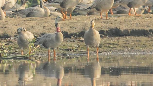 A Bar-headed goose neck-tagged, H52, was photographed on the Satluj (Harike) on December 4, 2016. It was trapped and tagged at Pong dam in March 2011 by the BNHS.(PHOTO: GAURAV MADHOPURI)