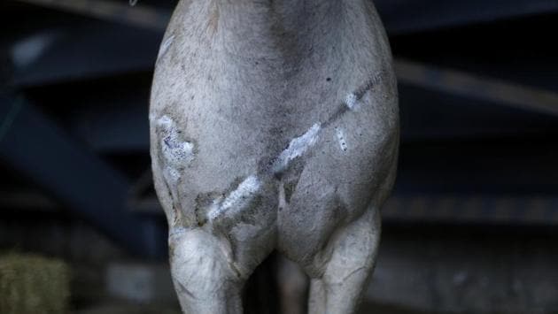 An injured horse is seen at a animal shelter after a wildfire at the country's central-south regions, in Constitucion, Chile January 28, 2017. (Pablo Sanhueza / REUTERS) An injured horse is seen at a animal shelter after a wildfire at the country's central-south regions, in Constitucion, Chile January 28, 2017. (Pablo Sanhueza / REUTERS)
