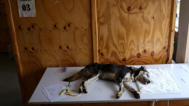 An injured dog is seen at an animal shelter after a wildfire at the country's central-south regions, in Constitucion, Chile January 28, 2017. (Pablo Sanhueza / REUTERS) An injured dog is seen at an animal shelter after a wildfire at the country's central-south regions, in Constitucion, Chile January 28, 2017. (Pablo Sanhueza / REUTERS)