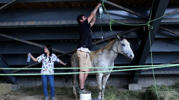 An injured horse is cared by volunteers at an animal shelter after a wildfire at the country's central-south regions, in Constitucion, Chile January 28, 2017. (Pablo Sanhueza / REUTERS) An injured horse is cared by volunteers at an animal shelter after a wildfire at the country's central-south regions, in Constitucion, Chile January 28, 2017. (Pablo Sanhueza / REUTERS)