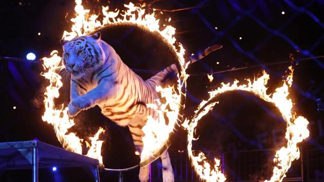 Zapashny brothers, winners of a Silver Clown award, perform at the gala of the 41st Monte-Carlo International Circus Festival in Monaco on January 25, 2017. (AFP PHOTO / POOL / ERIC GAILLARD) Zapashny brothers, winners of a Silver Clown award, perform at the gala of the 41st Monte-Carlo International Circus Festival in Monaco on January 25, 2017. (AFP PHOTO / POOL / ERIC GAILLARD)