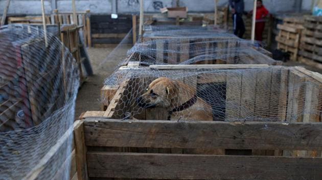 A dog is seen at an animal shelter after a wildfire at the country's central-south regions, in Constitucion, Chile January 28, 2017. (Pablo Sanhueza / REUTERS) A dog is seen at an animal shelter after a wildfire at the country's central-south regions, in Constitucion, Chile January 28, 2017. (Pablo Sanhueza / REUTERS)