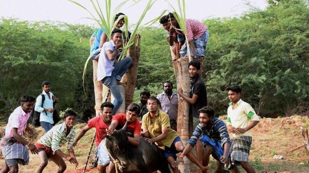 Young men participatie in Jallikattu despite ban on such sporting events at Karisalkulam village in Madurai. (PTI Photo) Young men participatie in Jallikattu despite ban on such sporting events at Karisalkulam village in Madurai. (PTI Photo)