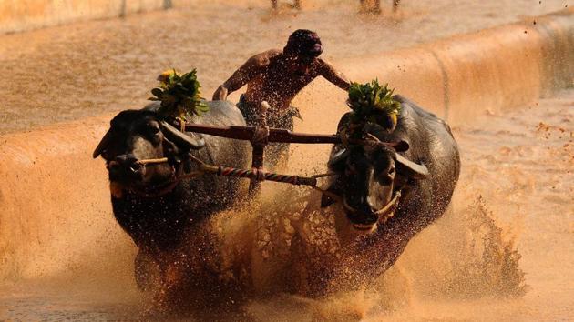 Kambala is the traditional sport of buffalo racing held in Karnataka. (Kashif Masood/HT File Photo)