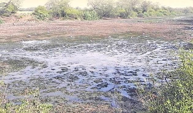 The Keoladeo National Park in Rajasthan is facing grave levels of human pressure. (HT file photo) The Keoladeo National Park in Rajasthan is facing grave levels of human pressure. (HT file photo)