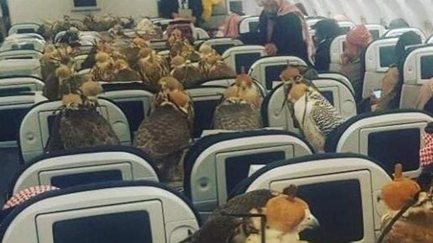 Falcons On Airplane - Falcons Traveling In Airplane Main Cabin Photo