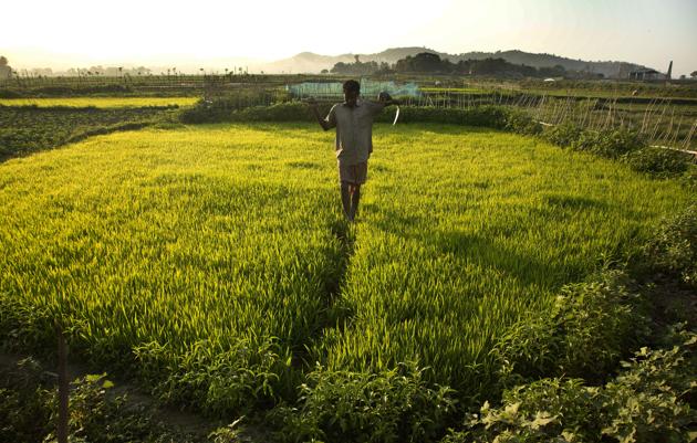 An Indian farmer returns after working in a field on the outskirts of Gauhati, India, Thursday, Dec. 29, 2016. More than 70 percent of India's 1.25 billion citizens rely on agriculture for survival. (AP Photo/ Anupam Nath) (AP) An Indian farmer returns after working in a field on the outskirts of Gauhati, India, Thursday, Dec. 29, 2016. More than 70 percent of India's 1.25 billion citizens rely on agriculture for survival. (AP Photo/ Anupam Nath) (AP)