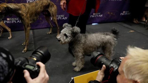 A Pumi is photographed after being introduced as one of the new breeds allowed to compete in this year's Westminster Kennel Club dog show in New York. (Lucas Jackson / REUTERS) A Pumi is photographed after being introduced as one of the new breeds allowed to compete in this year's Westminster Kennel Club dog show in New York. (Lucas Jackson / REUTERS)