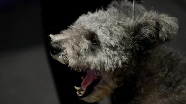A Pumi yawns after being introduced as one of the new breeds allowed to compete in this year's Westminster Kennel Club dog show in New York. (Lucas Jackson / REUTERS) A Pumi yawns after being introduced as one of the new breeds allowed to compete in this year's Westminster Kennel Club dog show in New York. (Lucas Jackson / REUTERS)