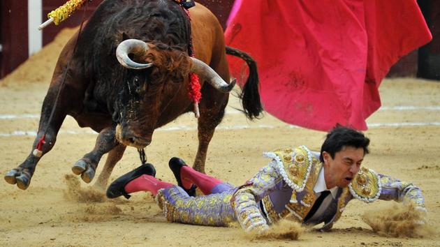 Colombian bullfighter Manuel Libardo falls during a bullfight at the Santamaria bullring in downtown Bogota. The historic Santamaria bullring starts the bullfighting season of "Freedom", which divides public opinion in Bogota and returns by order of the Constitutional Court after an absence of more than four years. (GUILLERMO LEGARIA / AFP Photo) Colombian bullfighter Manuel Libardo falls during a bullfight at the Santamaria bullring in downtown Bogota. The historic Santamaria bullring starts the bullfighting season of "Freedom", which divides public opinion in Bogota and returns by order of the Constitutional Court after an absence of more than four years. (GUILLERMO LEGARIA / AFP Photo)