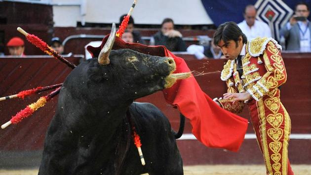 The bull is hit by weapons to induce aggression. (GUILLERMO LEGARIA / AFP Photo) The bull is hit by weapons to induce aggression. (GUILLERMO LEGARIA / AFP Photo)