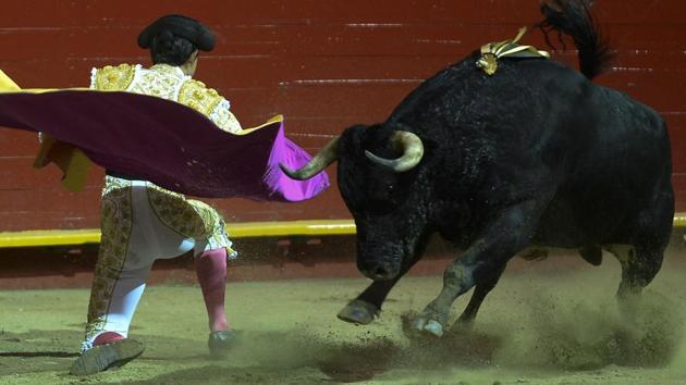 Colombian bullfighter Juan de Castilla performs during a bullfight at La Macarena bullring in Medellin, Colombia, on January 28, 2017. / (RAUL ARBOLEDA / AFP) Colombian bullfighter Juan de Castilla performs during a bullfight at La Macarena bullring in Medellin, Colombia, on January 28, 2017. / (RAUL ARBOLEDA / AFP)