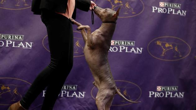An American Hairless Terrier begs for treats after being introduced as one of the new breeds allowed to compete in this year's Westminster Kennel Club dog show in New York. (Lucas Jackson / REUTERS) An American Hairless Terrier begs for treats after being introduced as one of the new breeds allowed to compete in this year's Westminster Kennel Club dog show in New York. (Lucas Jackson / REUTERS)