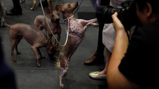An American Hairless Terrier begs for treats after being introduced as one of the new breeds allowed to compete in this year's Westminster Kennel Club dog show in New York. (Lucas Jackson / REUTERS) An American Hairless Terrier begs for treats after being introduced as one of the new breeds allowed to compete in this year's Westminster Kennel Club dog show in New York. (Lucas Jackson / REUTERS)